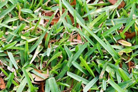 Nagic Grass Seed: The Eco-Friendly Choice for Lawns